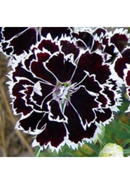 Dianthus Heddewigii Black White Karanfil Çiçeği Tohumu (100 Adet) fiyatları