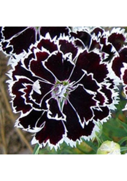 Dianthus Heddewigii Black White Karanfil Çiçeği Tohumu (100 Adet) modelleri