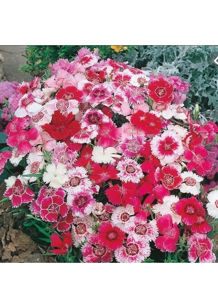 Dianthus Heddewigii Baby Doll Karanfil Çiçeği Tohumu(100 Adet) modelleri