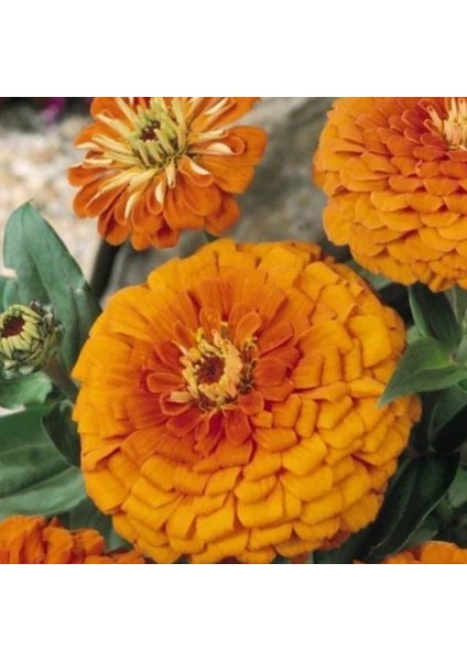 Super Yoga Elegans Orange Zinya Çiçeği Tohumu(40 Tohum)