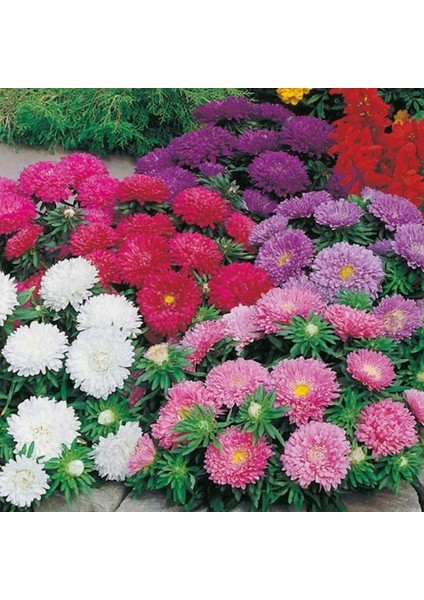 Pompon Hinomaru Mixed Aster Çiçeği Tohumu(50 Tohum)