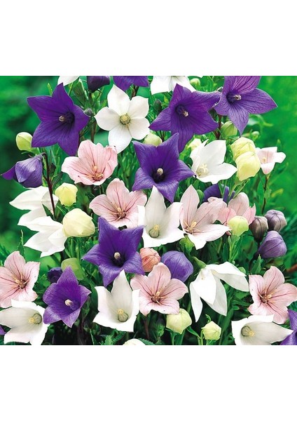 Dona Dayanıklı Platycodon İri Mixed Çiçekli Balon Çiçeği Tohumu(100 Tohum)