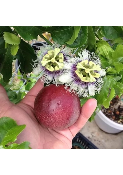 Passiflora Edulis Maruçya Tohumu (50 Adet)