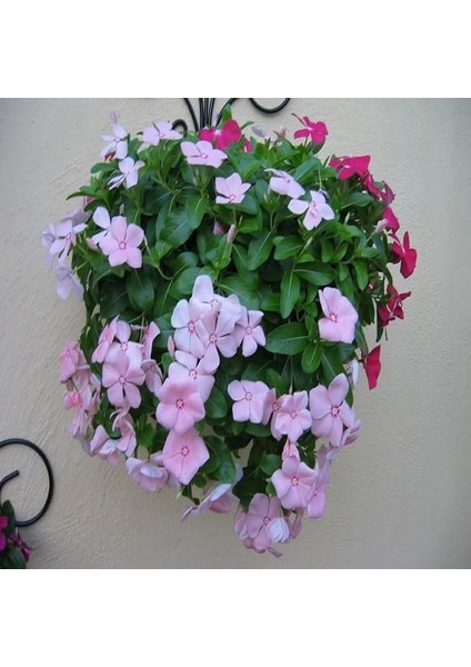 Vinca Rosea Soft Pink Rozet Çiçeği Tohumu (20 Tohum) modelleri