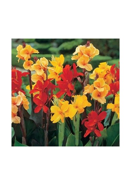 Canna Indica Tesbih Çiçeği Tohumu(50 Tohum)
