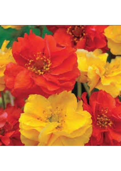 Soğuklara Dayanıklı Katmerli Mixed Geum Çiçeği Tohumu(20 Tohum) fiyatları