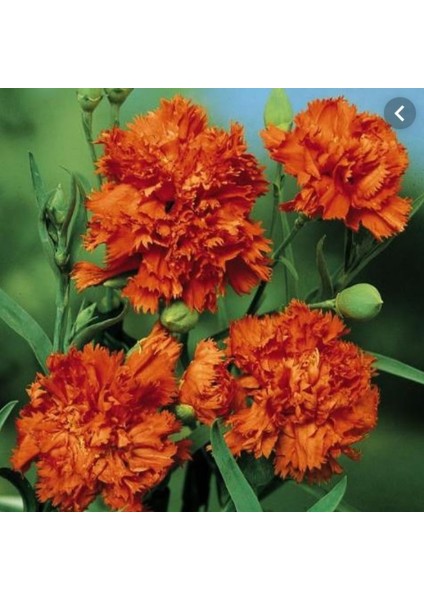 Chabaud Orange Karanfil Çiçeği Tohumu(70 Adet)