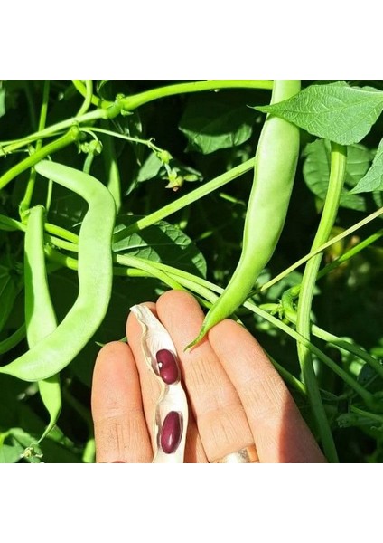 Geleneksel Ata Tohumları Kılçıksız Kınalı Ayşe Fasulye Tohumu (10 Tohum)