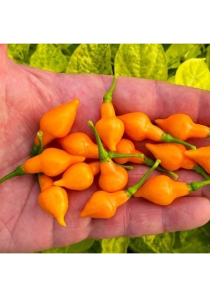 Nadir Ata Tohumları Geleneksel Cabacinha Laranja Acı Biber Tohumu (10 Adet)