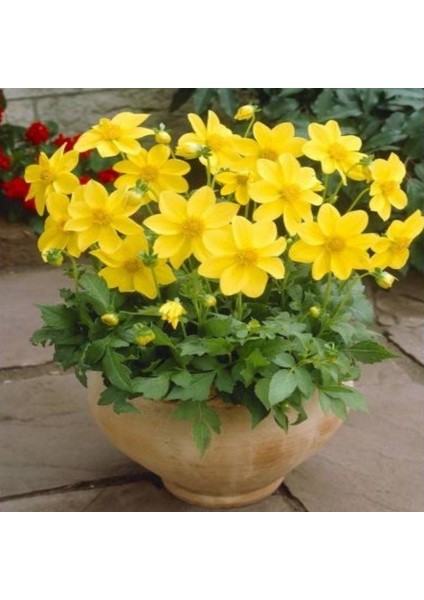 Bodur Red Yellow Dahlia Yıldız Çiçeği Tohumu (40 Tohum) fiyatları