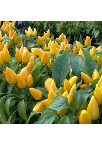 Ata Tohumları Geleneksel Angels Yellow Turşuluk Sarı Acı Biber Tohumu (10 Tohum)