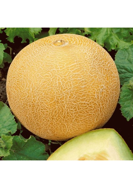 Geleneksel Tohumları Kokulu Ananas Kavun Tohumu Gali Tipi (20 Tohum) modelleri