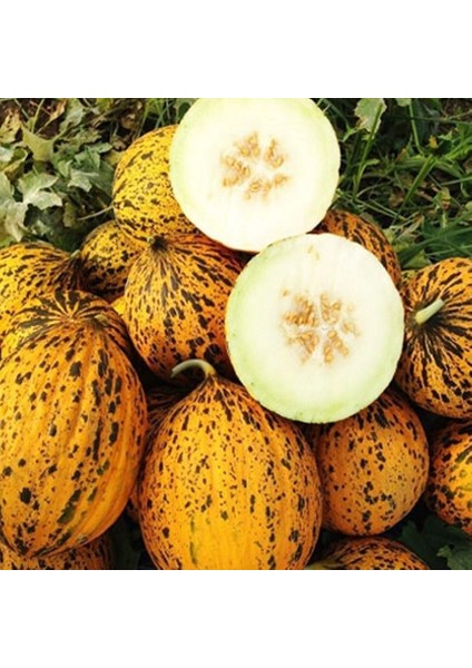 Ata Tohumları Geleneksel Kırkağaç 637 Kavun Tohumu (20 Tohum)