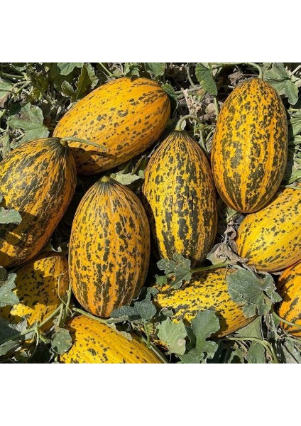 Ata Tohumları Geleneksel Kırkağaç 589 Basık Kavun Tohumu (20 Tohum) modelleri