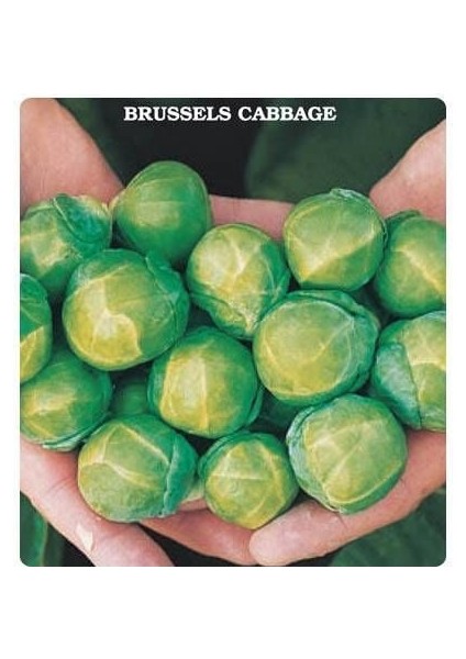 Geleneksel Brüksel Lahanası Tohumu (50 Tohum)