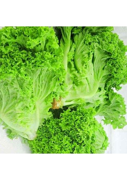 Geleneksel Soğuğa Dayanıklı Big Bag Yeşil Kıvırcık Marul Tohumu (100 Tohum)