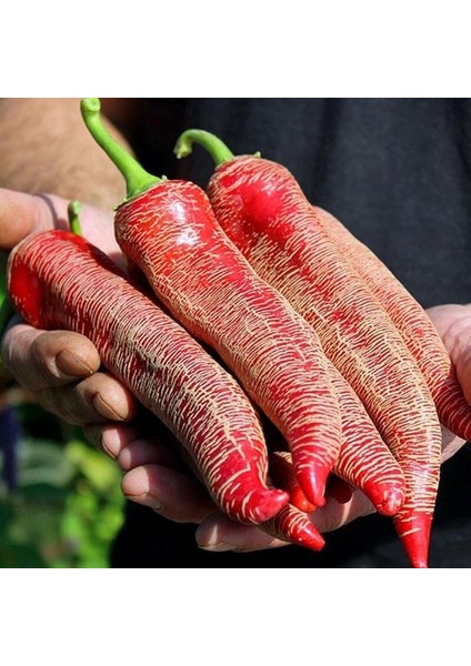 Ata Tohumları Geleneksel Çok Acı Arnavut Biber Tohumu (15 Adet)