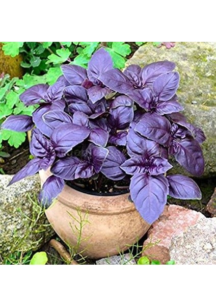 Ata Tohumları Geleneksel Saksılık Mor Fesleğen Tohumu (100 Tohum)