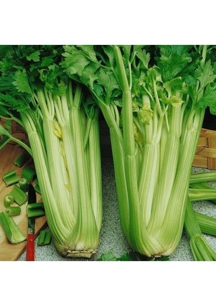 Ata Tohumları Geleneksel Çanakkale Kereviz Tohumu (150 Tohum)