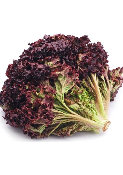 Geleneksel Soğuğa Dayanıklı Ruby Red Kırmızı Kıvırcık Marul Tohumu (100 Tohum)