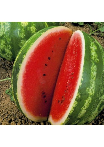 Geleneksel Tohum Yüksek Aromalı Crimson Sweet Karpuz Tohumu (20 Tohum)
