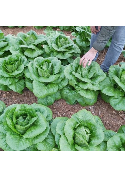 Geleneksel Ata Tohumları Soğuğa Dayanıklı Burkule Marul Tohumu(800 Tohum)