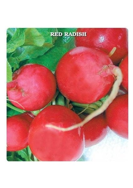 Ata Tohumları Gelenelsel Anadolu İri Kırmızı Turp Tohumu (50 Tohum)