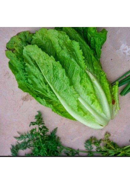 Geleneksel Ata Tohumları Soğuğa Dayanıklı Ulukule Marul Tohumu(800 Tohum) modelleri