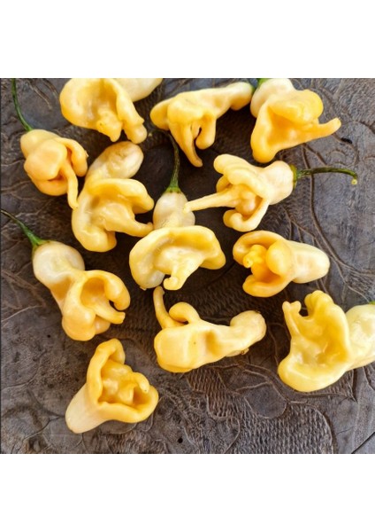 Ata Tohumları Geleneksel Aji Confision Biber Tohumu (10 Tohum)