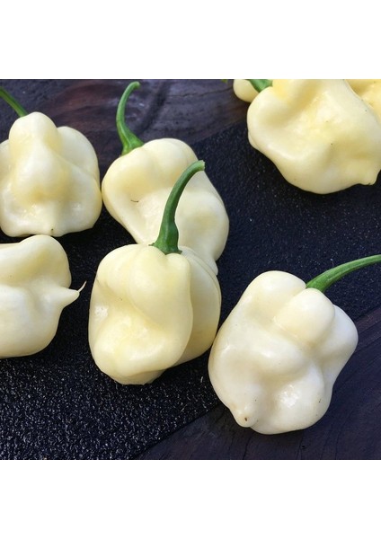 Nadir Ata Tohumları 7 Pot White Acı Biber Tohumu(10 Tohum)