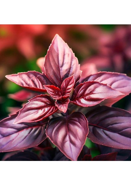 Ata Tohumları Geleneksel Red Basil Boza Kırmızı Tatlı Fesleğen Tohumu(100 Tohum)