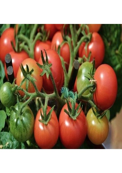 Ata Tohumları Geleneksek Pinpon Çeri(Chery) Domates Tohumu(20 Tohum)
