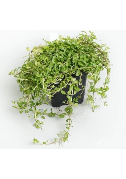 Geleneksel Ata Tohumları Dağ Nanesi Üzerklik Otu Tohumu (20 Tohum)