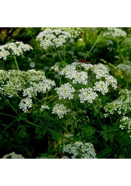 Ata Tohumları Geleneksel Ilaçsız Anason Tohumu (1 Kg)