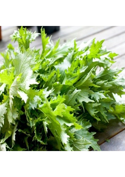 Ata Tohumları Geleneksel Brassica Rapa Japonica Green Mizuna Tohumu(30 Tohum)