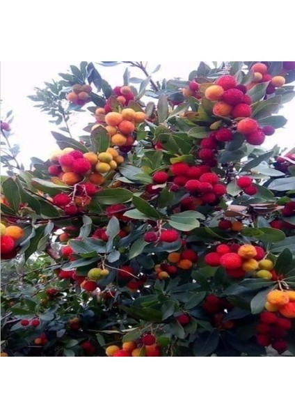 Dağ Çileği Kocayemiş TOHUMU(100 Tohum)