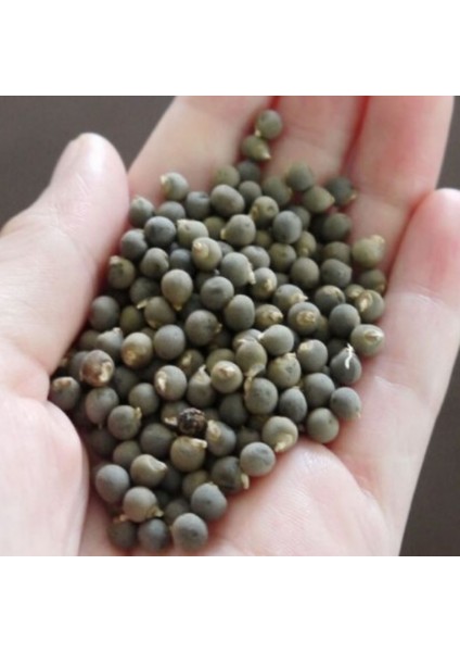 Ata Tohumları Ilaçsız Şifa Amaçlı Doğal Bamya Tohumu (250 Gram) fiyatları