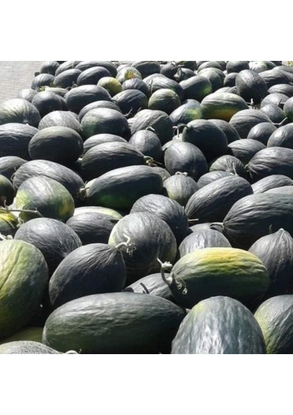 Ata Tohumları Geleneksel Karabey Siyah Kışlık Kavun Tohumu (20 Tohum)