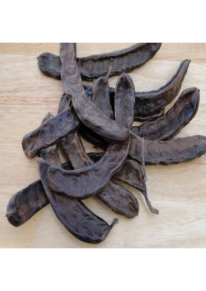 Doğal Amerikan Carop(Harnup) Ağacı Tohumu(5 Tohum) fırsatları