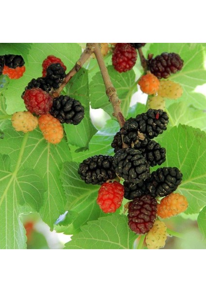 Ekin Dudu Ekşi Kara Dut Urmut Dut Tohumu (5 Tohum)