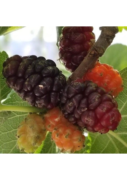 Ekin Dudu Ekşi Kara Dut Urmut Dut Tohumu (5 Tohum) fiyatları