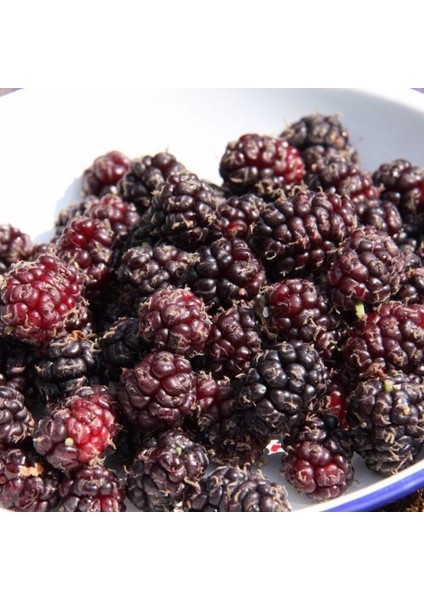 Ekin Dudu Ekşi Kara Dut Urmut Dut Tohumu (5 Tohum) modelleri