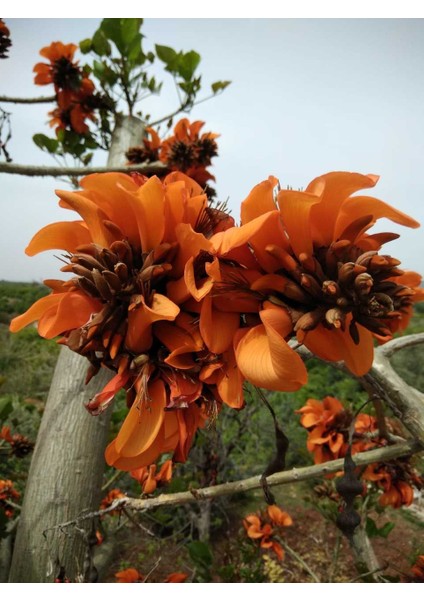 Erythrina Caffra Mercan Ağacı Tohumu (3 Tohum)