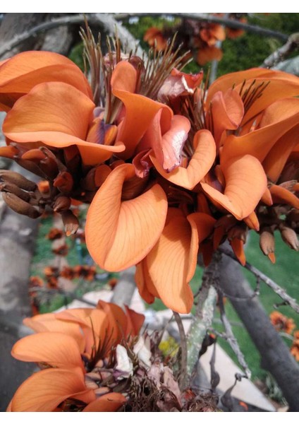 Erythrina Caffra Mercan Ağacı Tohumu (3 Tohum) fırsatları