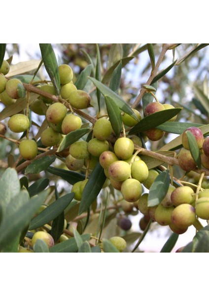 Ispanyol Bodur Arbequina Zeytin Tohumu (100 Tohum) fiyatları