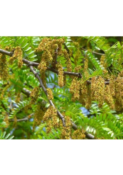 Gleditsia Triacanthos Gladiçya Ağacı Tohumu (5 Tohum)