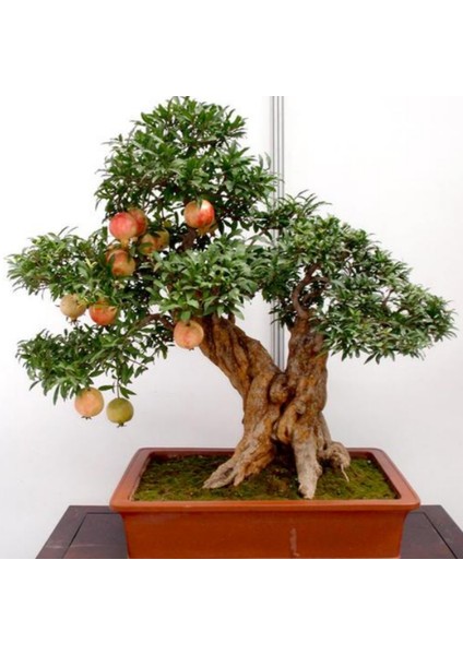 Bonsai Için Uygun Süs Narı Tohumu (50 Adet) modelleri
