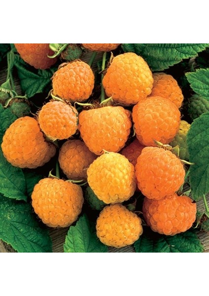 Doğal Sarı Ahududu Tohumu (10 Tohum) indirimleri