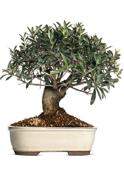 Bonsai Için Uygun Zeytin Tohumu (5 Tohum)