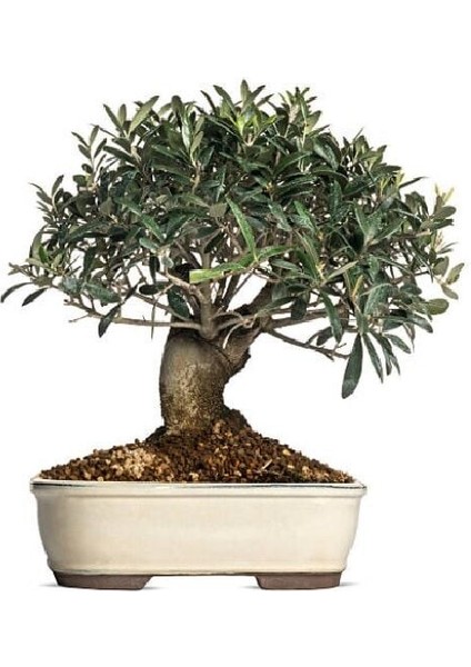 Bonsai Için Uygun Zeytin Tohumu (5 Tohum) fırsatları